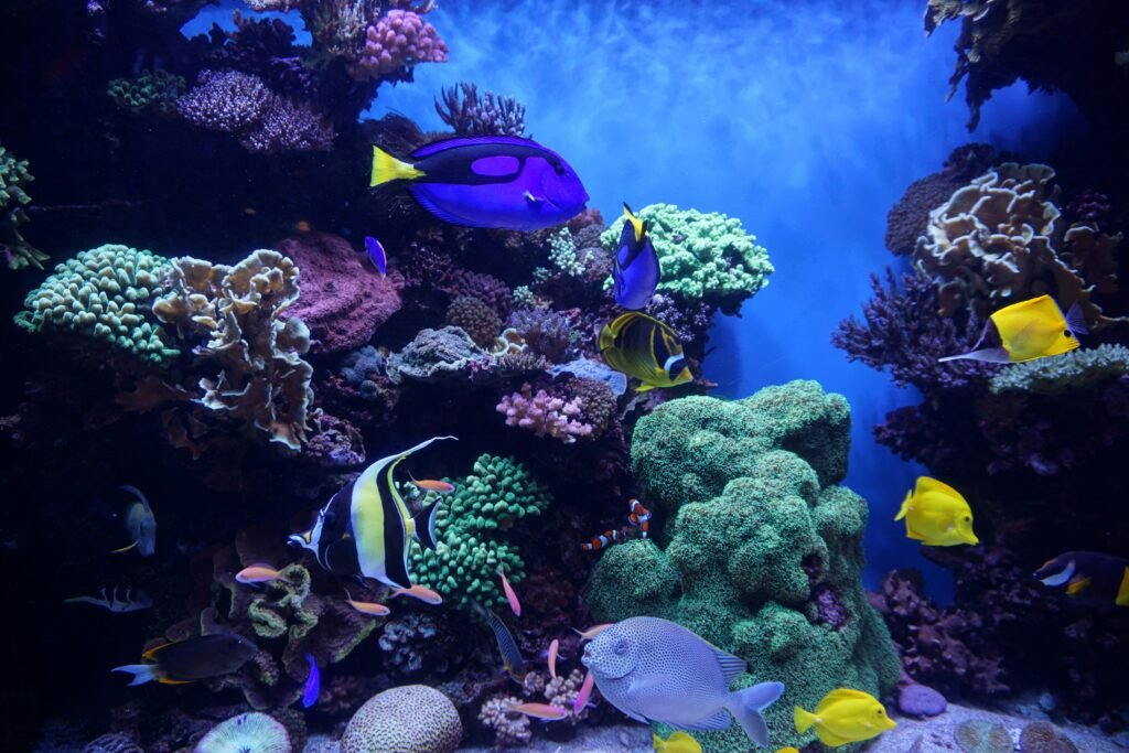 Moving an Aquarium in Toronto: Preparation, Costs and Risks